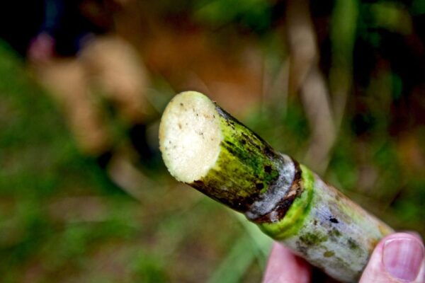 Panela Tour in Medellín - Frequently Asked Questions