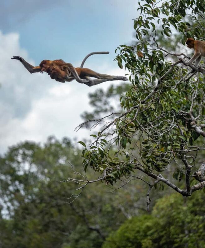 Pangkalan Bun Tanjung Puting Orangutan Day Tour by Speedboat - Authenticity, Conservation, and Wildlife Viewing