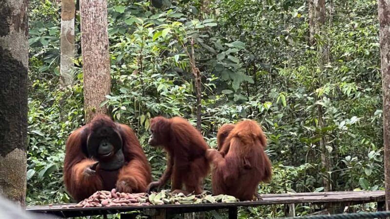 Pangkalan Bun Tanjung Puting Orangutan Day Tour by Speedboat - The Sum Up