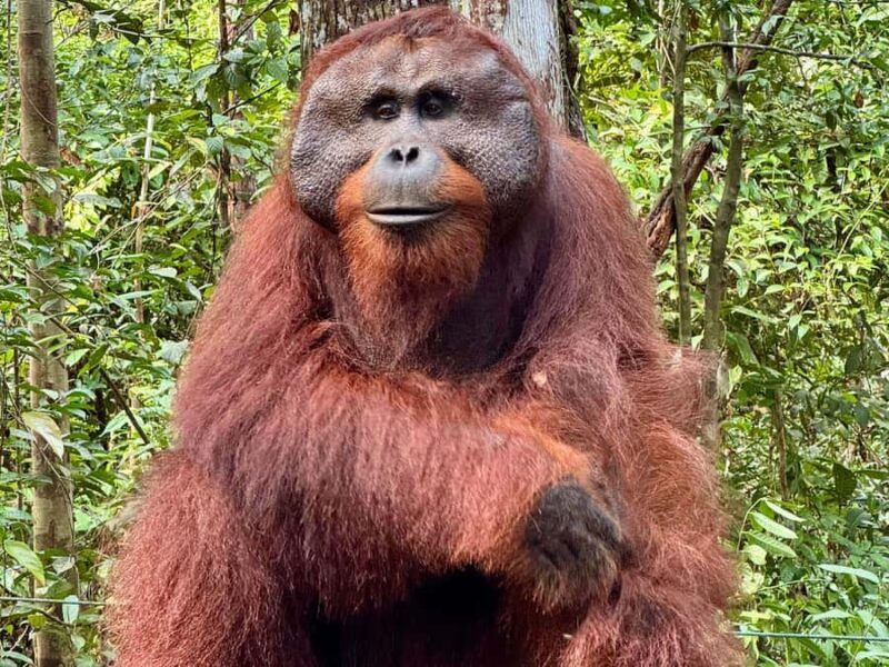 Pangkalan Bun Tanjung Puting Orangutan Day Tour by Speedboat - Why Choose This Tour?