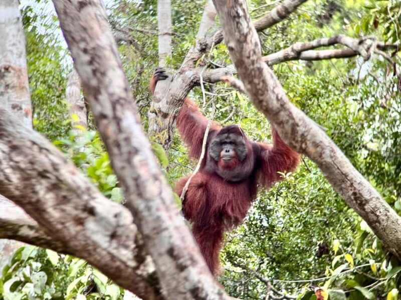 Pangkalan Bun Tanjung Puting Orangutan Day Tour by Speedboat - What You’ll See and Experience