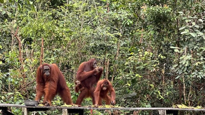 Pangkalan Bun Tanjung Puting Orangutan Day Tour by Speedboat - Who Would Enjoy This Tour?