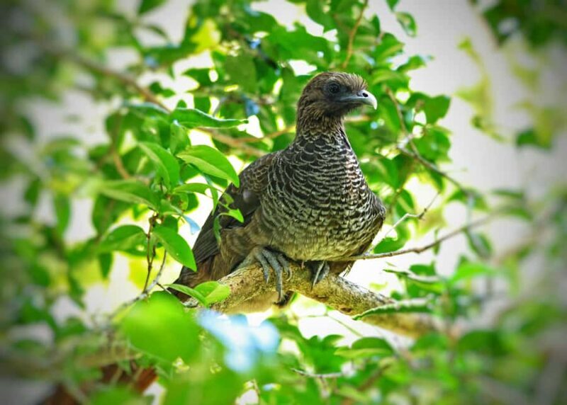 Pangkalan Bun Tanjung Puting Orangutan Day Tour by Speedboat - Final Thoughts