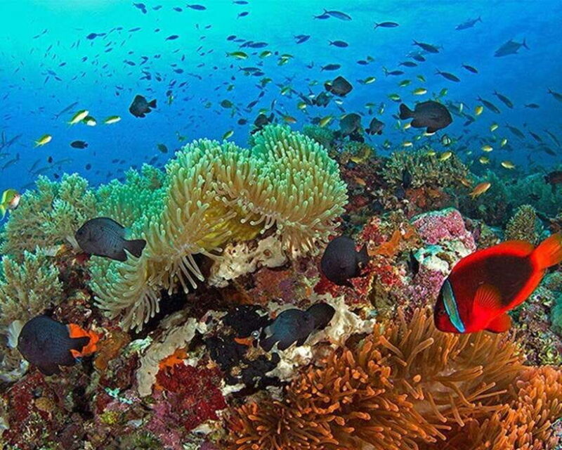 Panglao Bohol: Balicasag Island Hopping & Dolphin Watching - Good To Know