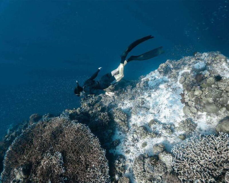 Panglao Bohol: Balicasag Island Hopping & Dolphin Watching - A Closer Look at the Itinerary