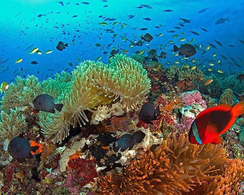 Panglao Bohol: Balicasag Island Hopping & Dolphin Watching - Who Should Book This Tour?