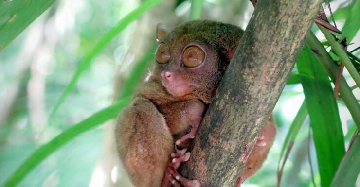 Panglao: Dao, Forests, and Tarsier Sanctuary Tour With Lunch - Highlights
