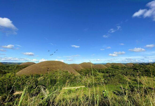 Panglao: Dao, Forests, and Tarsier Sanctuary Tour With Lunch - Ratings and Feedback