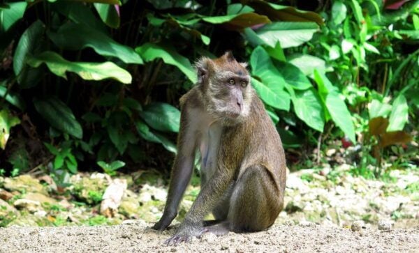 Panglao: Dao, Forests, and Tarsier Sanctuary Tour With Lunch - Additional Information