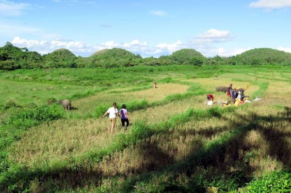 Panglao: Dao, Forests, and Tarsier Sanctuary Tour With Lunch - Common Questions