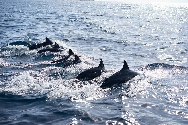 Panglao Half-Day Private Island Hopping Tour - The details that matter