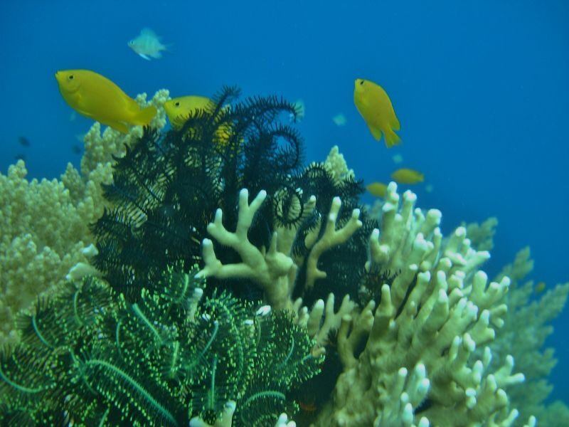 Panglao Half-Day Private Island Hopping Tour - Before dawn, from Panglao to open water