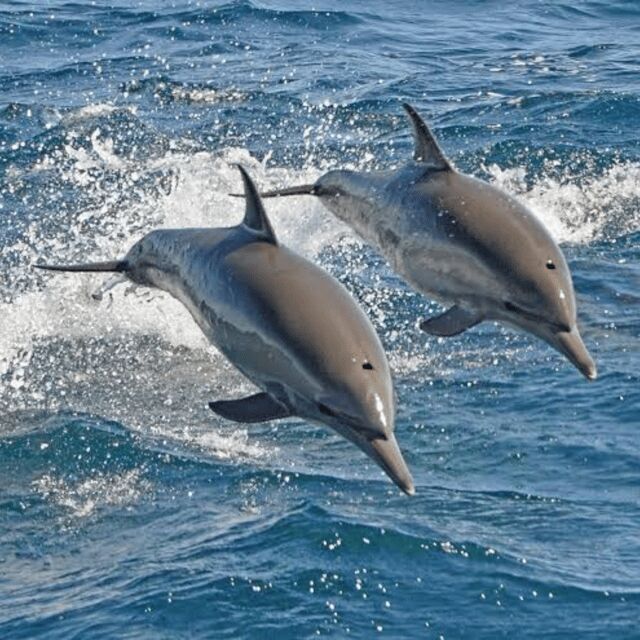 Panglao: Island Hopping w/Balicasag (Shared) - Authentic Experiences & Review Highlights