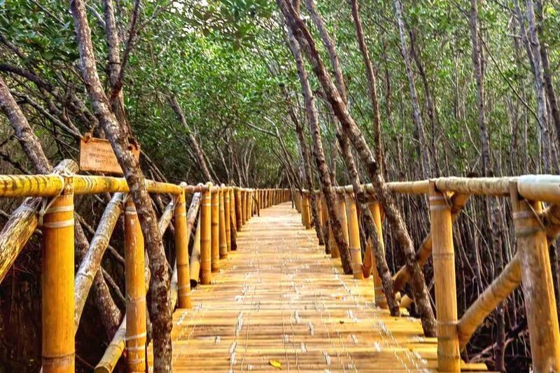 Panglao Mangrove and Sunset Half-Day Private Tour - Should you book it?
