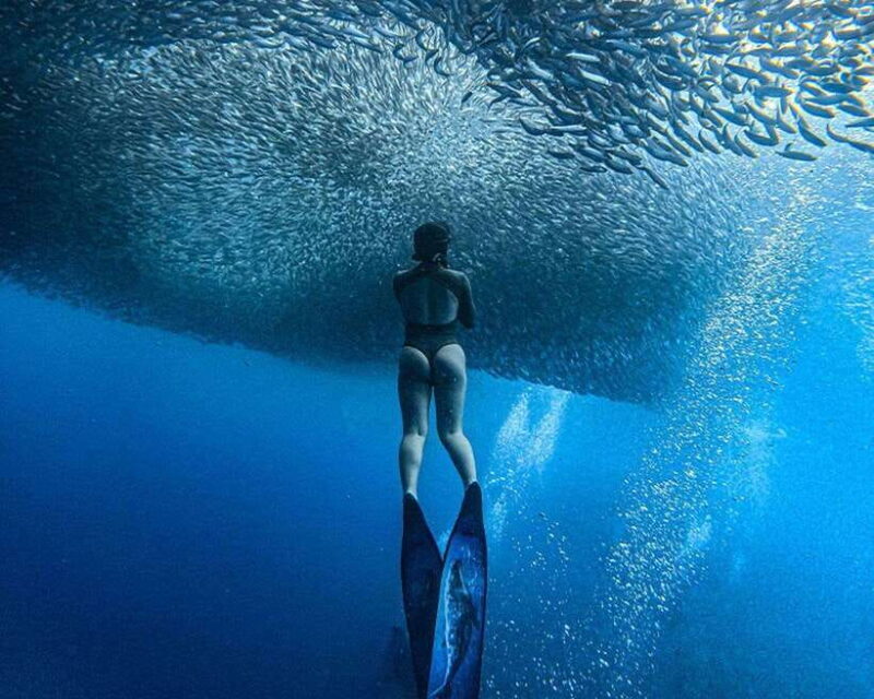 Panglao: Napaling Reef and Sardines Freediving Experience - Good To Know