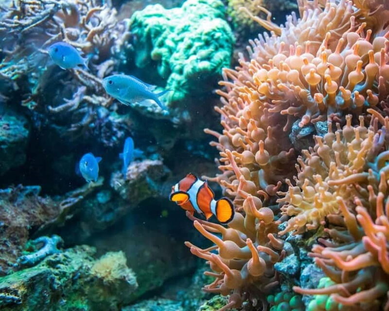 Panglao: Snorkeling at NapalingReef with Sardines Experience - Good To Know