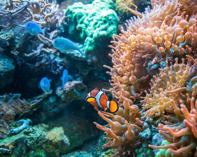 Panglao: Snorkeling at NapalingReef with Sardines Experience - Who Is This Tour Best For?