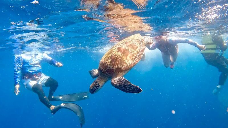 Panglao Virgin & Balicasag Islands Half-Day Snorkeling Tour - What to know before you book