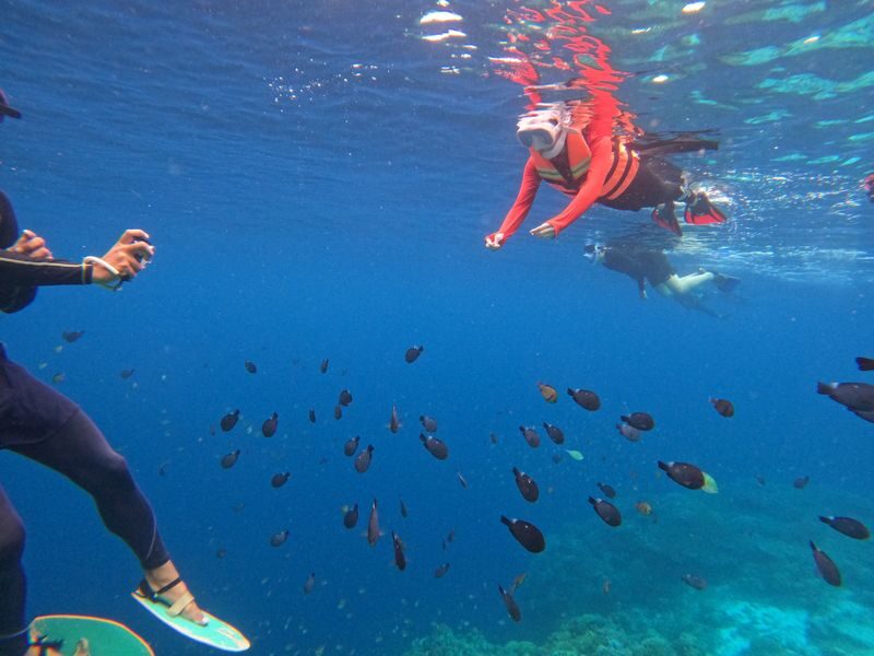 Panglao Virgin & Balicasag Islands Half-Day Snorkeling Tour - Snorkeling around Balicasag