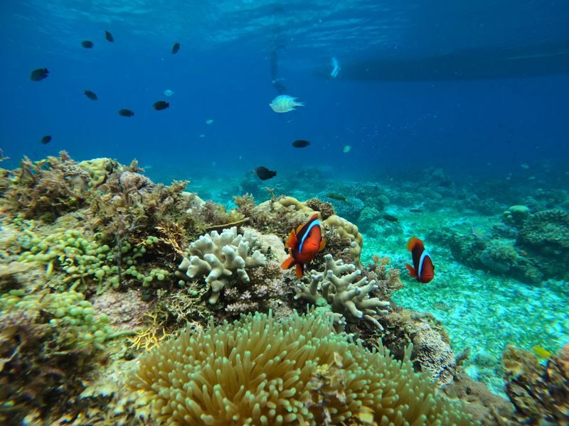 Panglao Virgin & Balicasag Islands Half-Day Snorkeling Tour - Photo offers and other costs to check