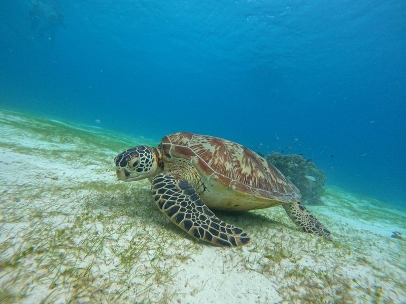 Panglao Virgin & Balicasag Islands Half-Day Snorkeling Tour - Who will get the most from this trip