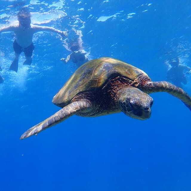 Panglao:Balicasag Island Tour with Turtle & Dolphin Watching - Practical Details You Should Know