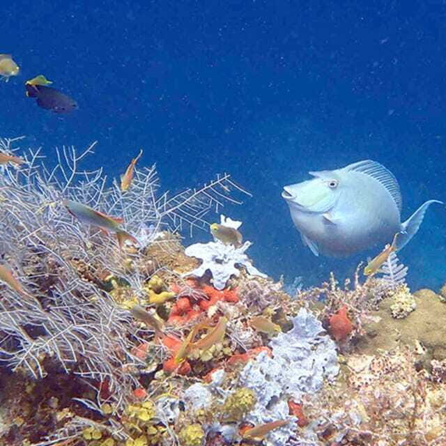 Panglao:Balicasag Island Tour with Turtle & Dolphin Watching - Who Should Consider This Tour?