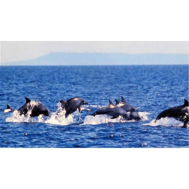 Panglao:Balicasag Island Tour with Turtle & Dolphin Watching - Good To Know