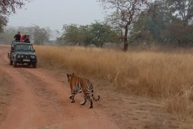 Panna Tiger Reserve National Park Jeep Safari from Khajuraho - What to Expect from Your Safari Experience