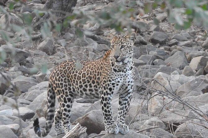 Panna Tiger Reserve National Park Jeep Safari from Khajuraho - Final Thoughts: Is It Worth It?