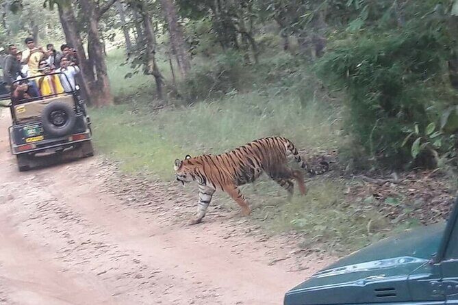 Panna Tiger Reserve National Park Jeep Safari from Khajuraho - Who Is This Tour Best For?