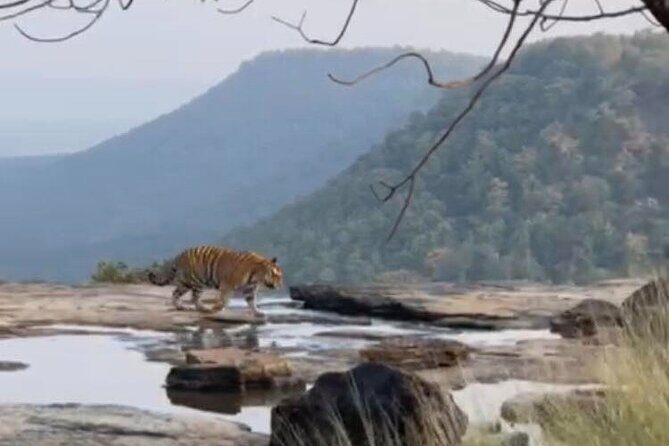 Panna Tiger Reserve National Park Jeep Safari from Khajuraho - Final Thoughts