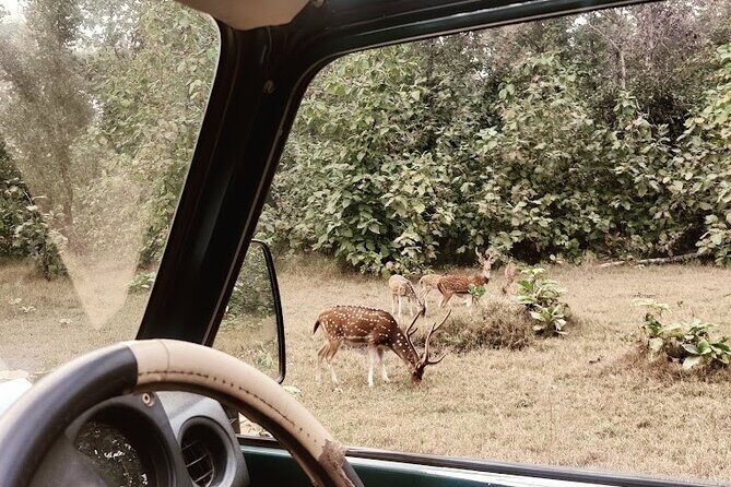 Panna Tiger Reserve National Park Jeep Safari from Khajuraho - FAQ