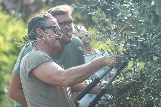 Pannolio Olive Experience in Eisenstadt - Common Questions