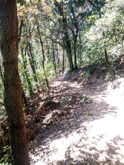 Panoramic Hiking in the Florentine Hills - Good To Know