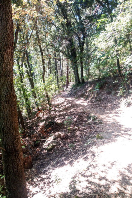 Panoramic Hiking in the Florentine Hills - Inclusions and Essentials