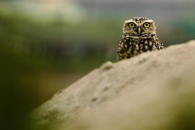 Pantanos De Villa Wildlife Refuge Tour in Lima - Tour Highlights