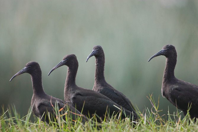 Pantanos De Villa Wildlife Refuge Tour in Lima - Bird Watching Experience