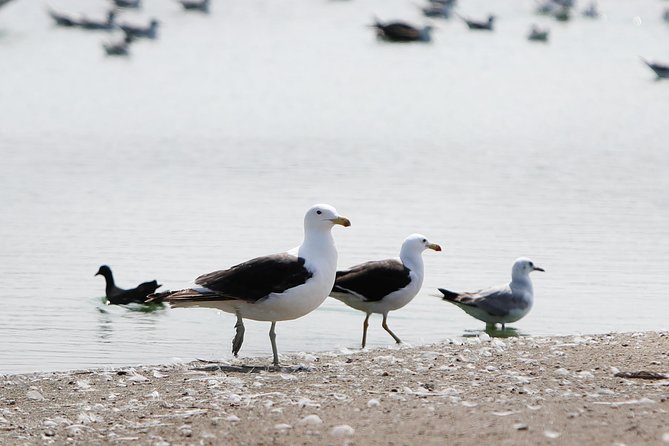 Pantanos De Villa Wildlife Refuge Tour in Lima - Visitor Reviews and Ratings