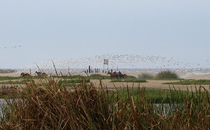 Pantanos De Villa Wildlife Refuge Tour in Lima - The Sum Up