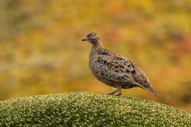 Papallacta Pass - Cayambe Coca National Park & Guango Cloud Forest Reserve - Tour Pricing and Booking Details