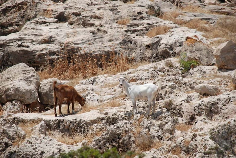 Paphos :Akamas Jeep Safari with cruise to the Blue Lagoon - Good To Know