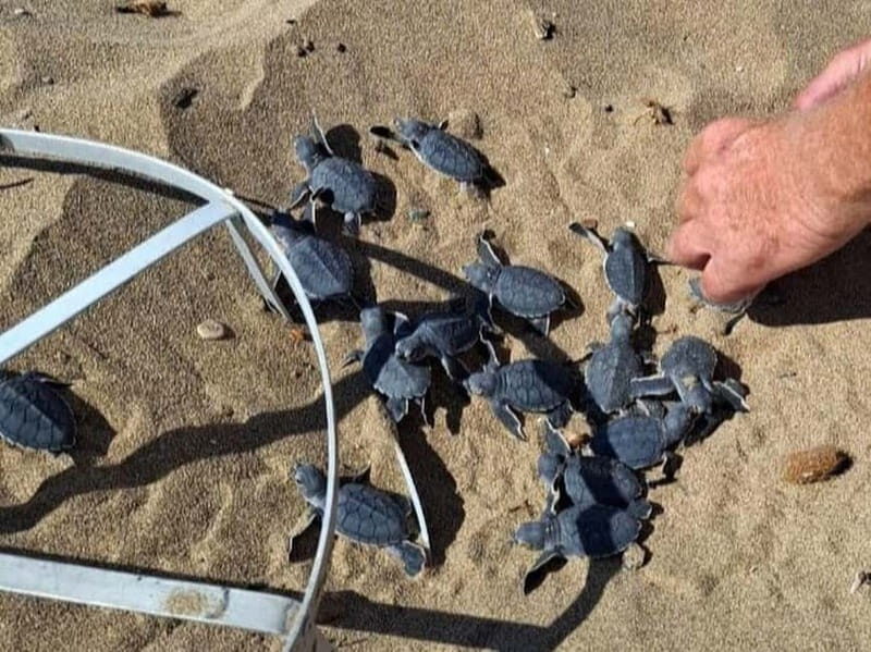 Paphos :Akamas Jeep Safari with cruise to the Blue Lagoon - Practical Details and What to Expect