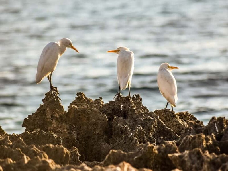 Paphos: Sea Star Cruise to Coral Bay - Setting the Scene: What the Tour Includes