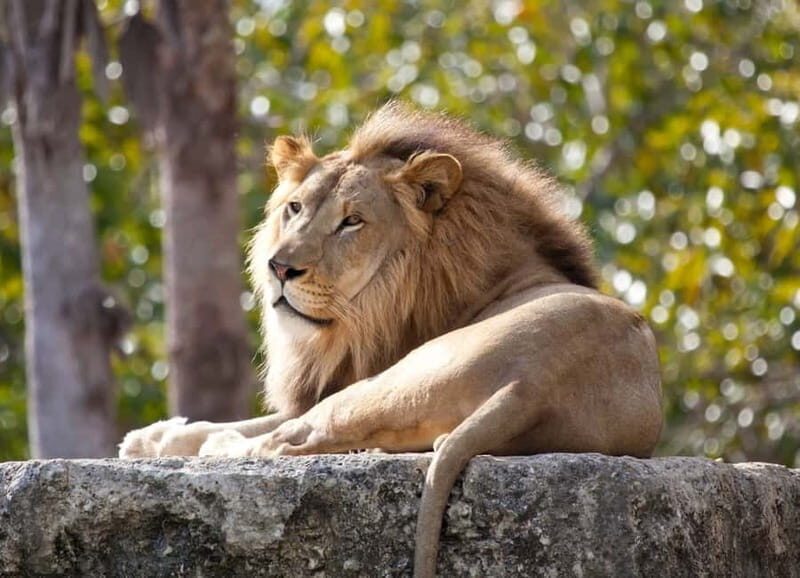 Paphos: Zoo Visit and Blue Lagoon Cruise with Guide & Lunch - Why Choose This Experience?