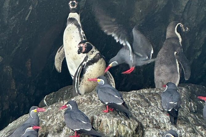 Paracas - Ballestas Islands and Huacachina With Sandboarding, Dune Buggy - FULL DAY - Meeting Point and Duration
