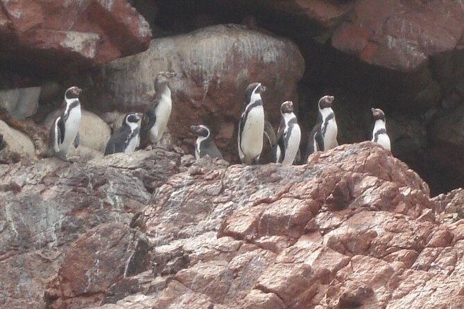 Paracas - Ballestas Islands and Huacachina With Sandboarding, Dune Buggy - FULL DAY - Cancellation Policy and Refunds