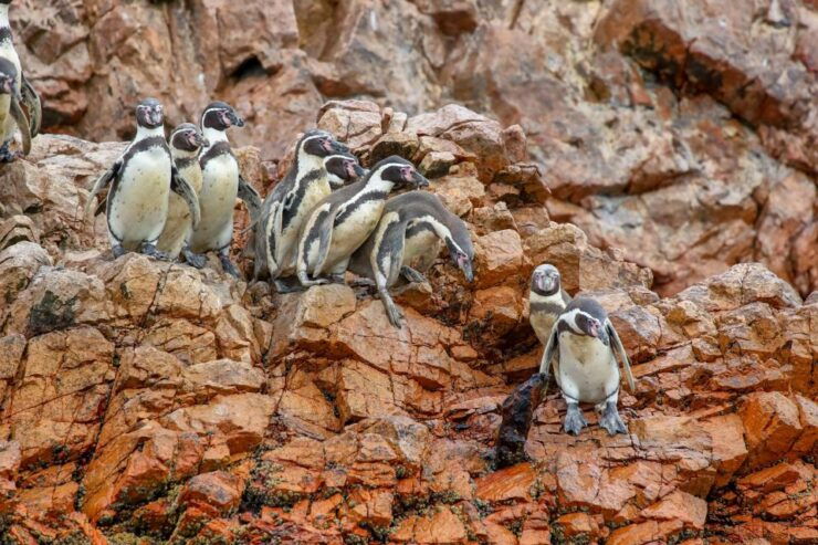 Paracas: Ballestas Islands Morning Boat Tour - Good To Know