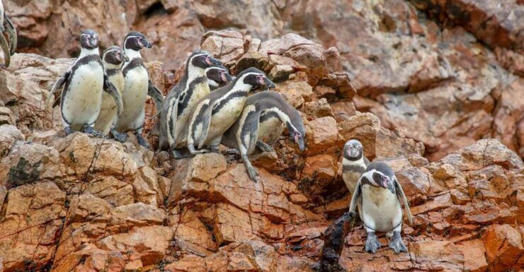 Paracas: Ballestas Islands Morning Boat Tour - Activity Details