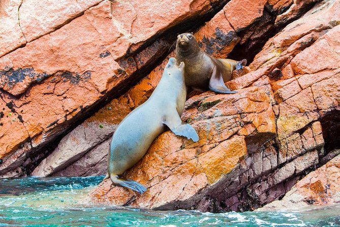 Paracas, Huacachina and Ballestas Islands Tour From Lima - Traveler Photos and Reviews